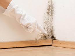  Schofield, WI Mold Prevention & Removal Pros